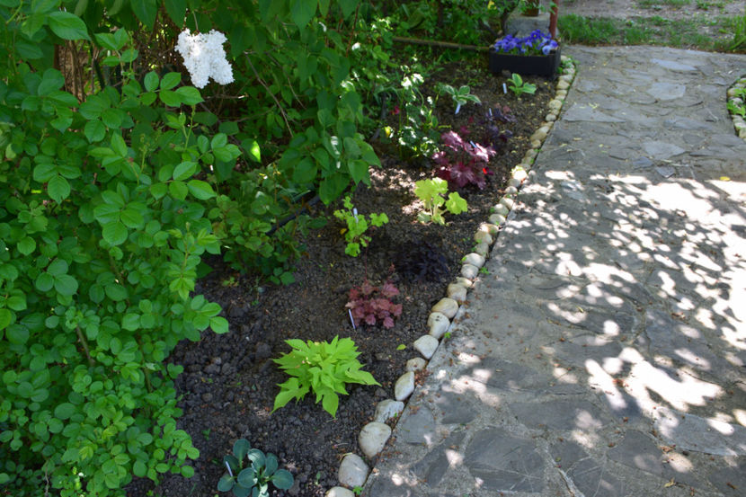  - 2018_Heuchera_plante umbra