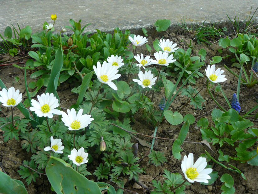 White splendor anemone - 2018_Aprilie_zambile