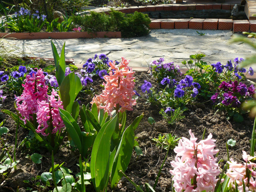 Pink Pearl , Apricot, Jan Bos - 2020 Zambile