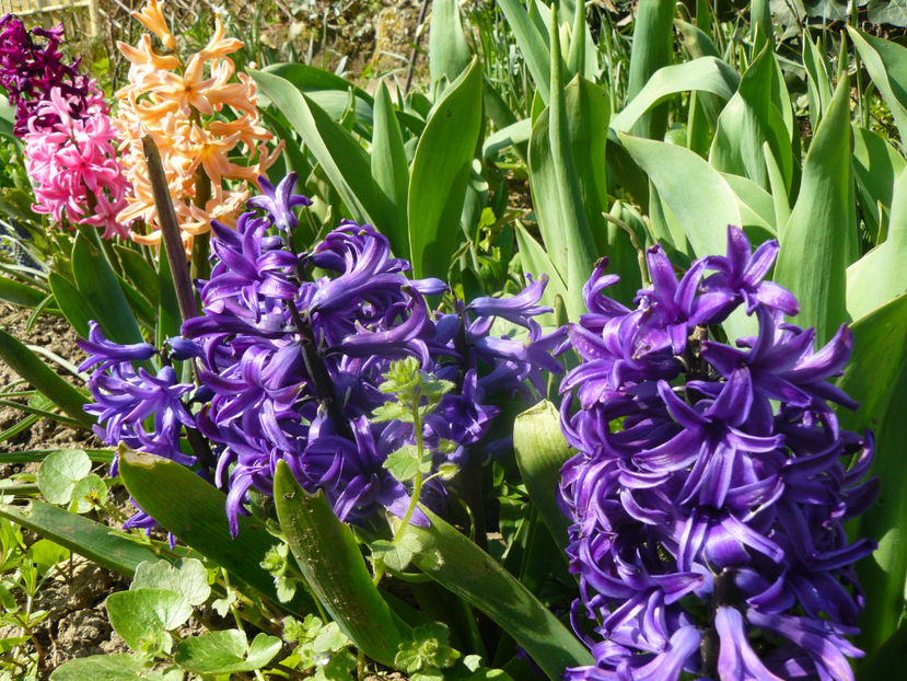 Blue Pearl mai indigo - 2020 Zambile