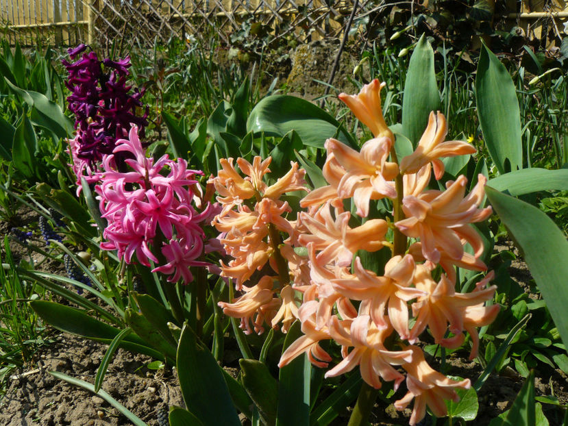 Woodstock, Jan Bos , Gypsy queen, Woodstock - 2020 Zambile