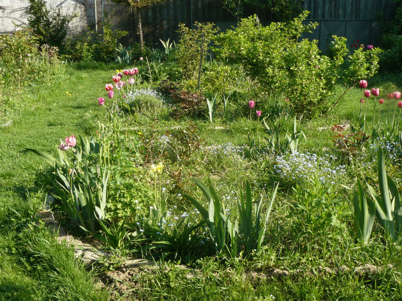 P1310231 - 2018_Idilic Garden_lalele