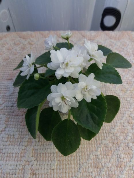 6 mai - ZZ Senk s Alchemy Parakeet