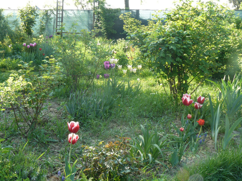 P1310235 - 2018_Idilic Garden_lalele