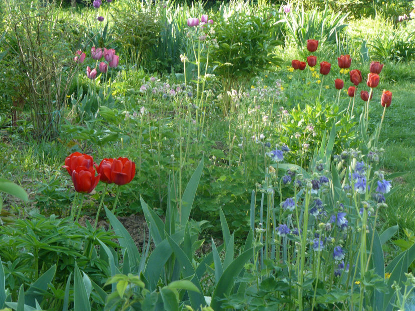 P1310238 - 2018_Idilic Garden_lalele