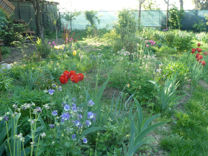 P1310240 - 2018_Idilic Garden_lalele