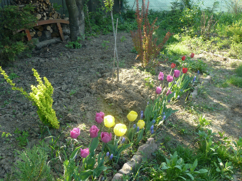 P1310241 - 2018_Idilic Garden_lalele