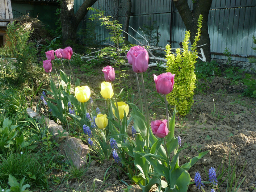 P1310242 - 2018_Idilic Garden_lalele