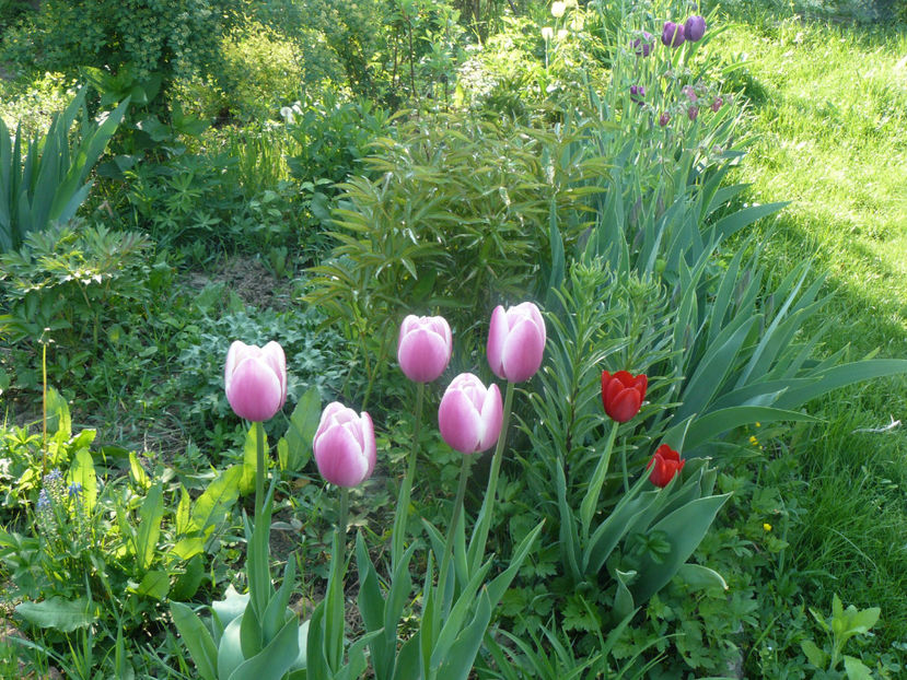 P1310244 - 2018_Idilic Garden_lalele