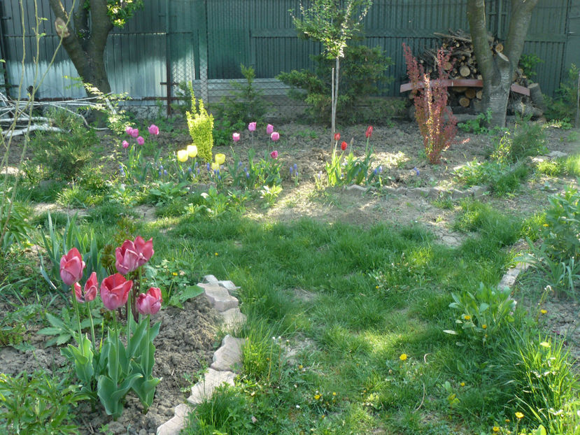 P1310245 - 2018_Idilic Garden_lalele