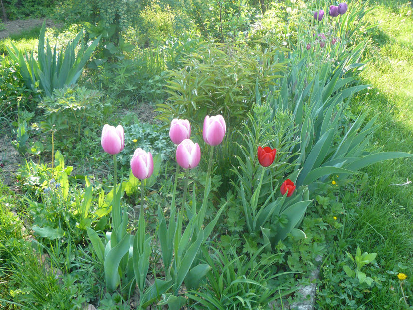 P1310246 - 2018_Idilic Garden_lalele