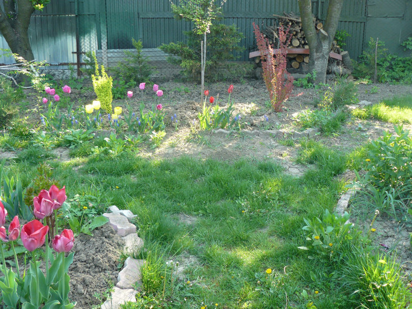 P1310247 - 2018_Idilic Garden_lalele