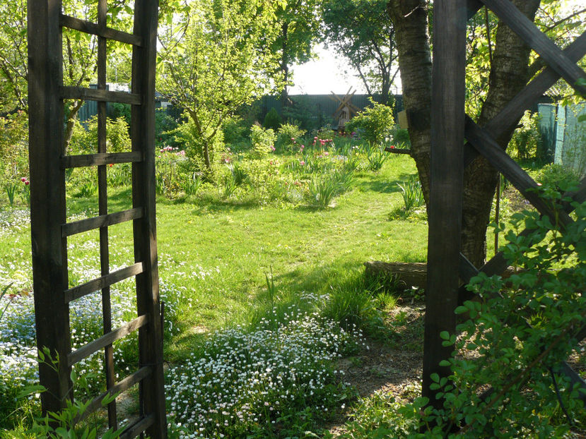 P1310249 - 2018_Idilic Garden_lalele