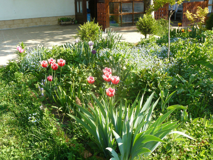 P1310251 - 2018_Idilic Garden_lalele