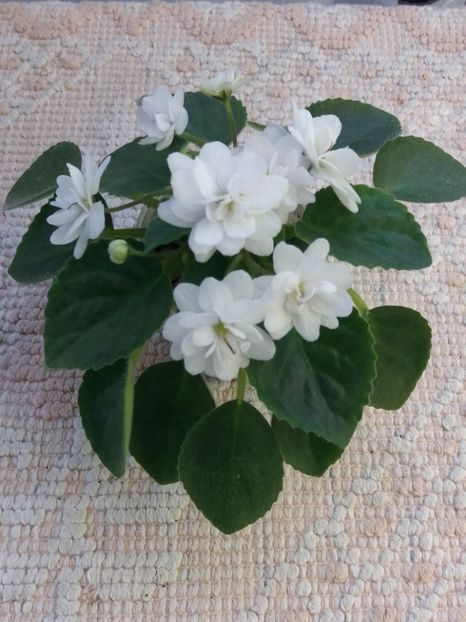 6 mai - ZZ Senk s Alchemy Parakeet