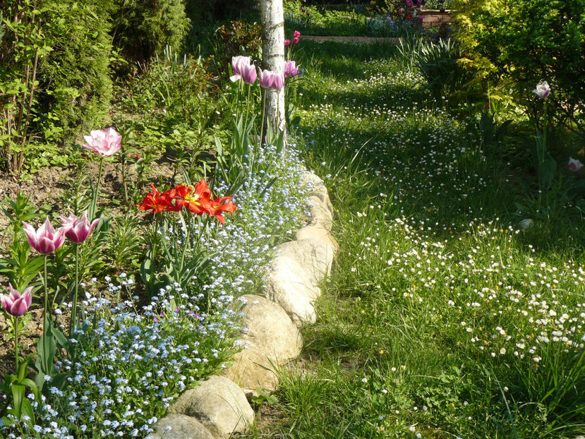 P1310266 - 2018_Idilic Garden_lalele
