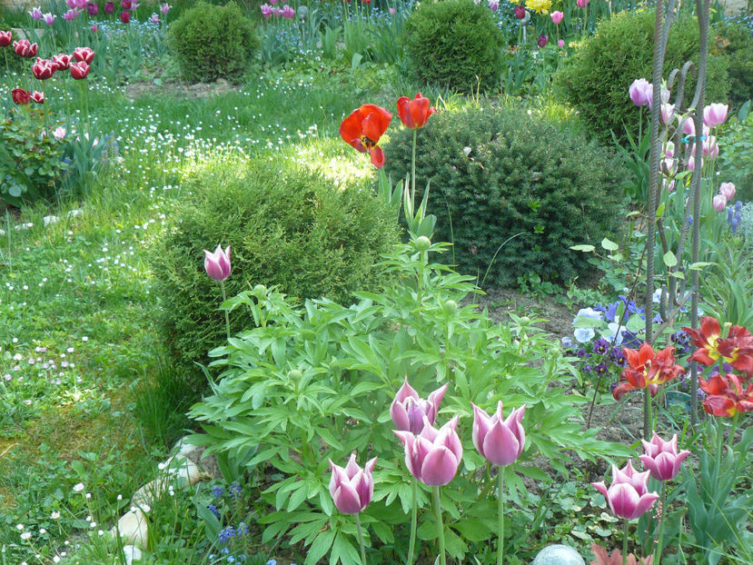 P1310267 - 2018_Idilic Garden_lalele