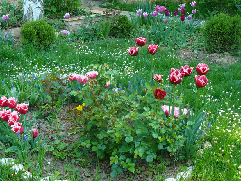 P1310269 - 2018_Idilic Garden_lalele