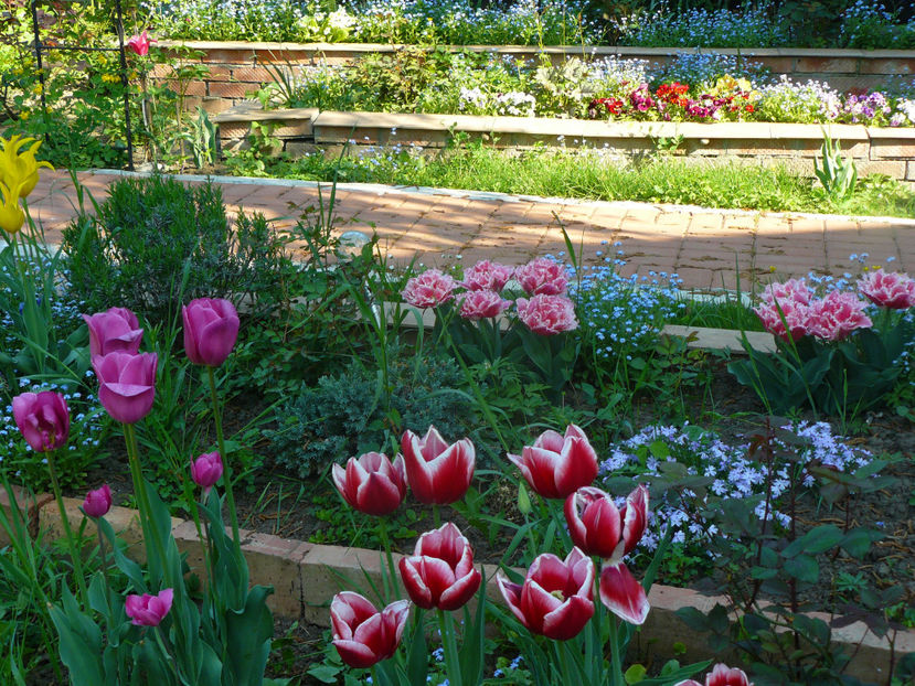P1310271 - 2018_Idilic Garden_lalele