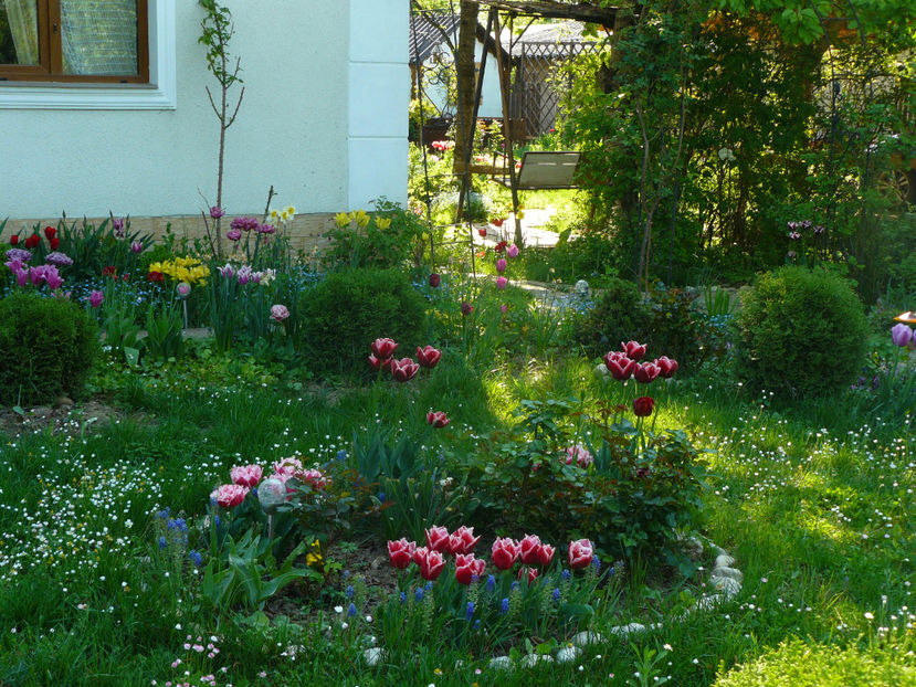 P1310272 - 2018_Idilic Garden_lalele