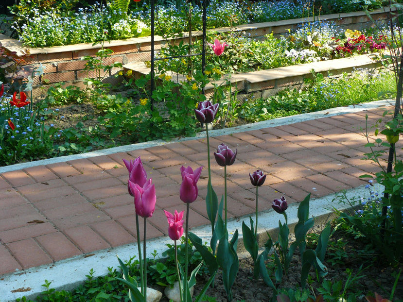 2018 - Z_FAVORITELE gradinii mele