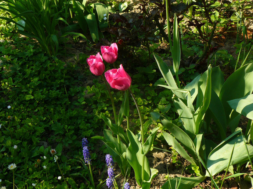 P1310275 - 2018_Idilic Garden_lalele