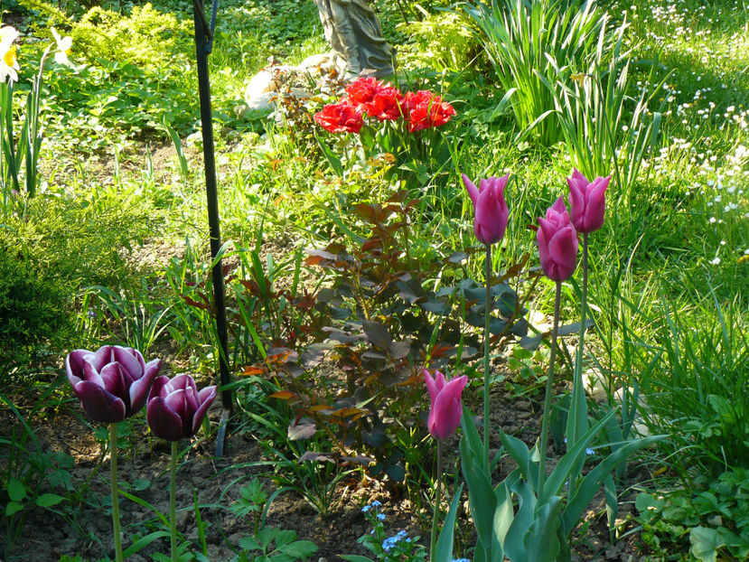 P1310276 - 2018_Idilic Garden_lalele