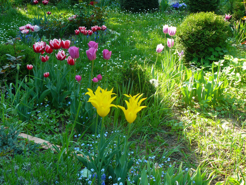 P1310280 - 2018_Idilic Garden_lalele