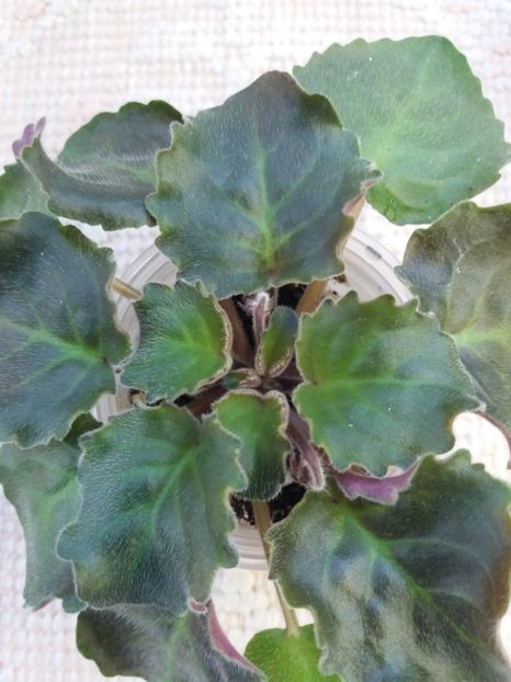 6 mai - ZZ RS Barkhatnyi Nariad trail sport