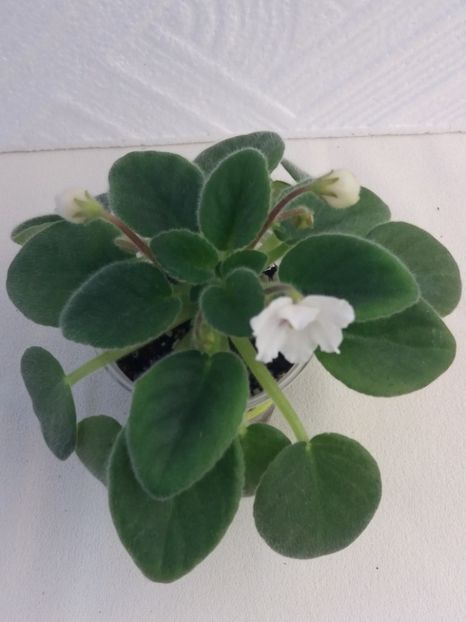 6 mai - Alans White Feather