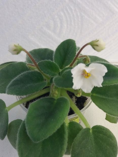 6 mai - Alans White Feather