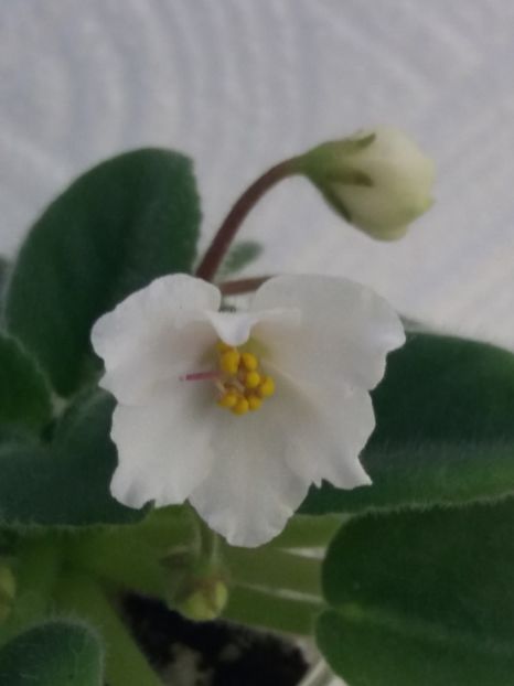 6 mai - Alans White Feather