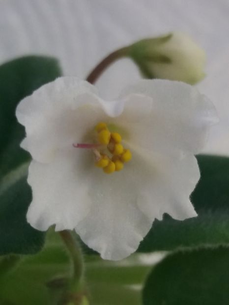 6 mai - Alans White Feather