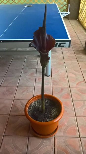 31954628_1896368117064053_5986723088186736640_o - Amorphophallus Konjac