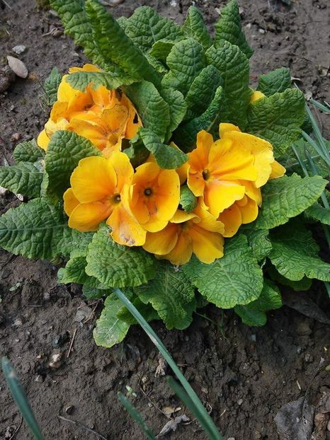  - Florile mele 2016