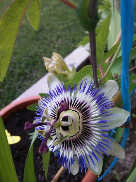  - Florile mele 2016