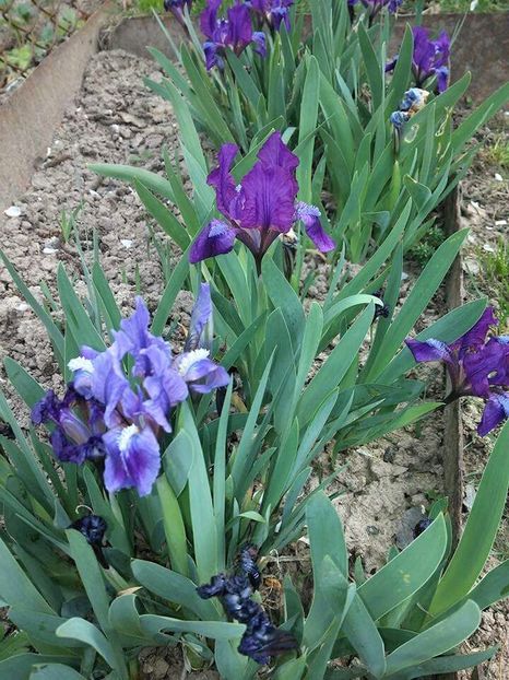  - Florile mele 2016