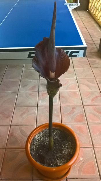 31945924_1896367240397474_6237722188145754112_o - Amorphophallus Konjac
