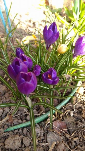  - Florile mele 2016