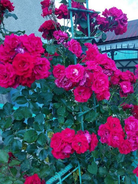  - Florile mele 2016
