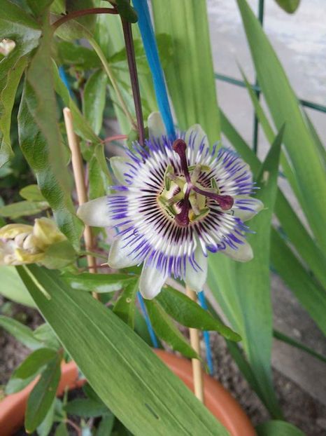  - Florile mele 2016