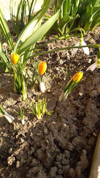  - Florile mele 2016