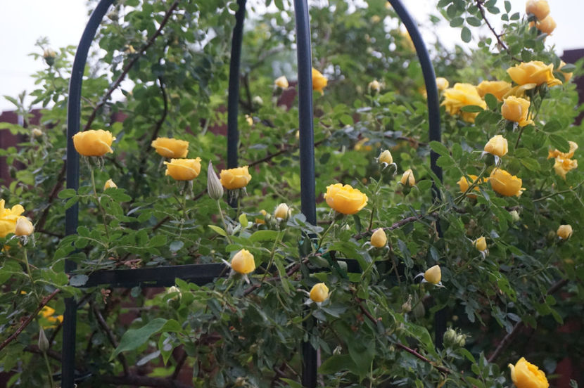  - Persian Yellow