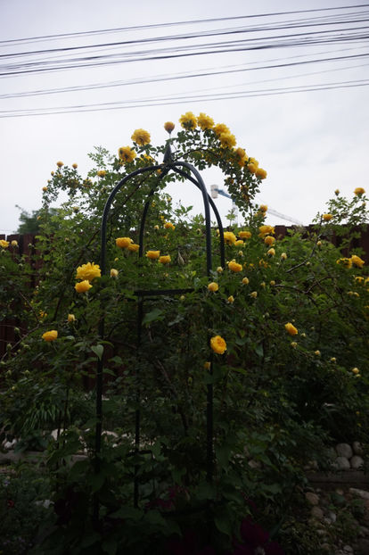  - Persian Yellow