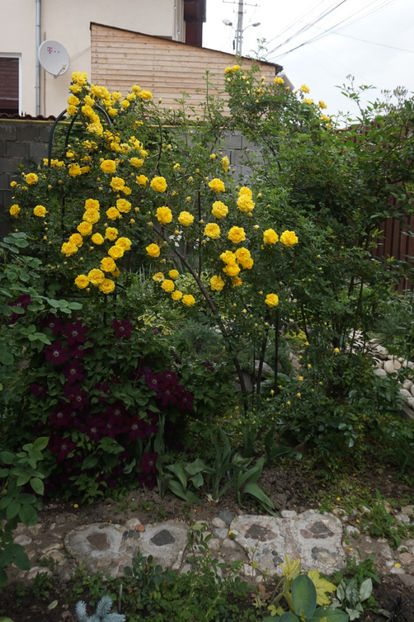  - Persian Yellow