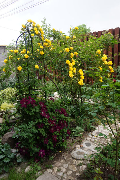  - Persian Yellow