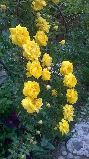  - Persian Yellow