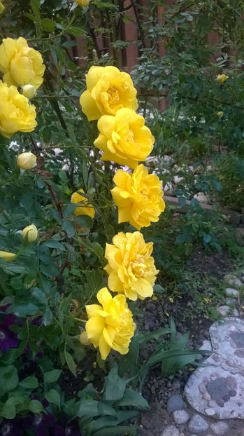  - Persian Yellow