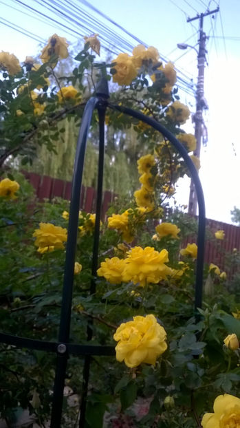  - Persian Yellow