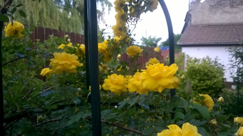  - Persian Yellow